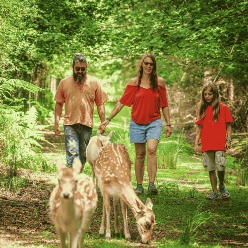 Center Parcs Le Bois aux Daims